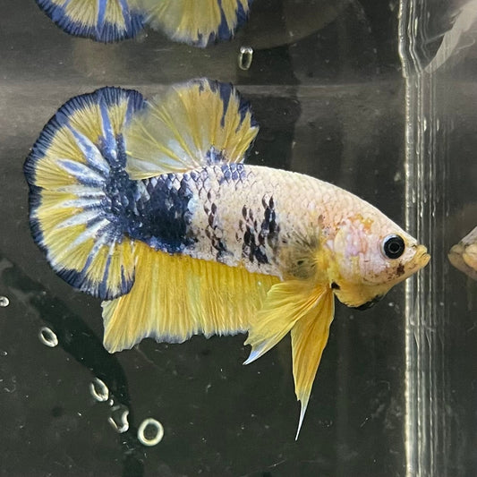 the-fish-farm Premium Male Betta Fancy Plakat Premium Male Betta - One Only - 6 Choose your favourite Premuium Fancy Plakat Male Betta - The Fish Farm