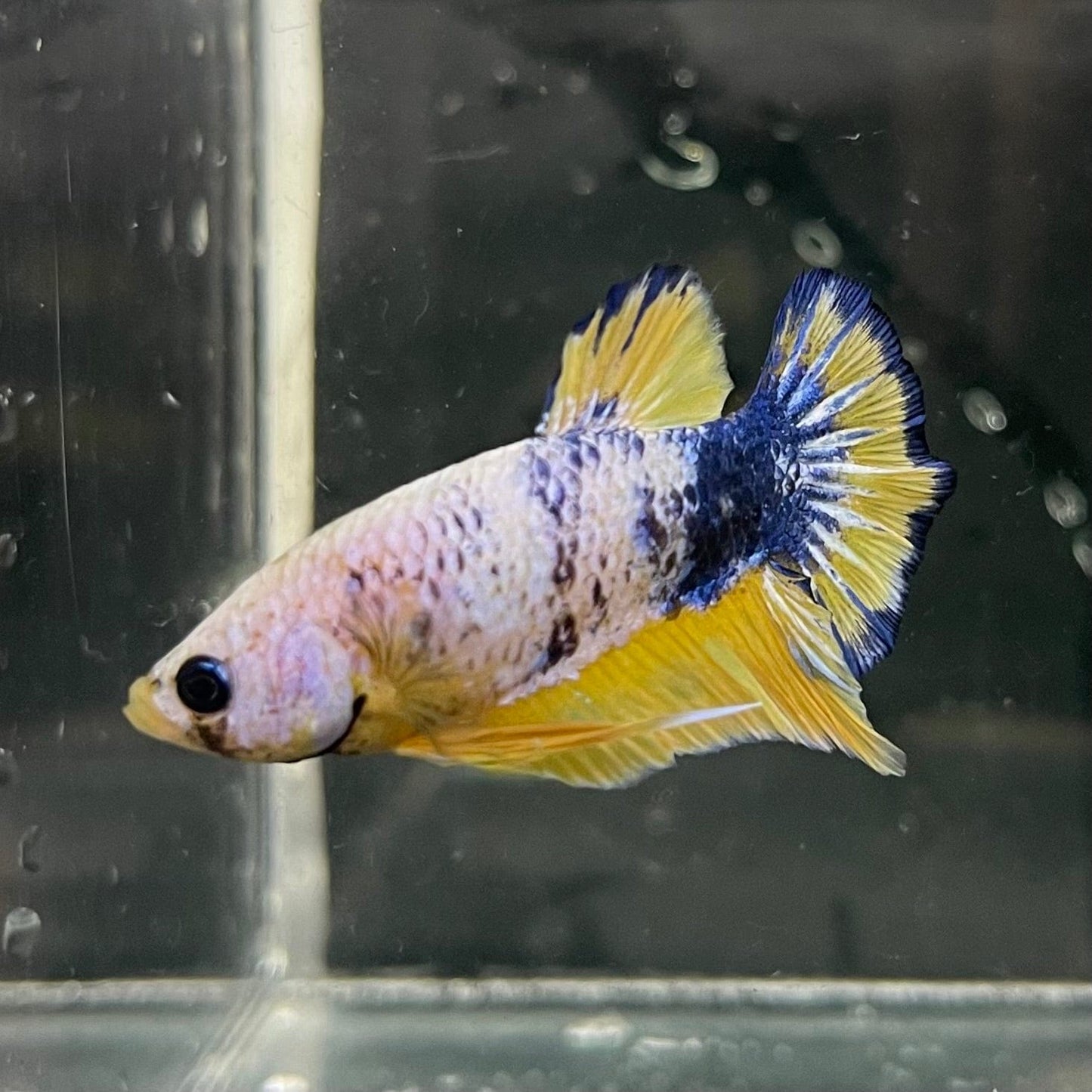 the-fish-farm Premium Male Betta Fancy Plakat Premium Male Betta - One Only - 6 Choose your favourite Premuium Fancy Plakat Male Betta - The Fish Farm