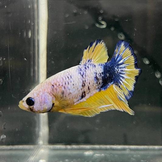 the-fish-farm Premium Male Betta Fancy Plakat Premium Male Betta - One Only - 6 Choose your favourite Premuium Fancy Plakat Male Betta - The Fish Farm