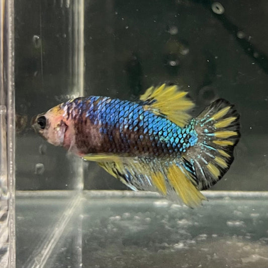the-fish-farm Premium Male Betta Fancy Plakat Premium Male Betta - One Only - 7 Choose your favourite Premuium Fancy Plakat Male Betta - The Fish Farm