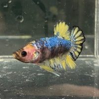 the-fish-farm Premium Male Betta Fancy Plakat Premium Male Betta - One Only - 7 Choose your favourite Premuium Fancy Plakat Male Betta - The Fish Farm