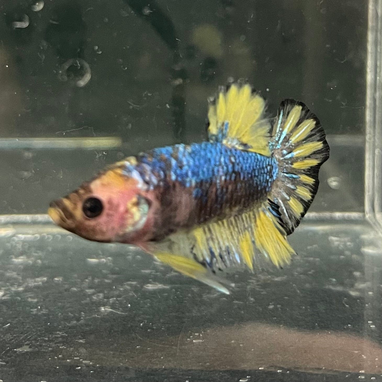 the-fish-farm Premium Male Betta Fancy Plakat Premium Male Betta - One Only - 7 Choose your favourite Premuium Fancy Plakat Male Betta - The Fish Farm