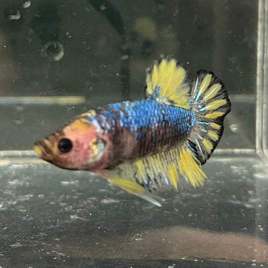 the-fish-farm Premium Male Betta Fancy Plakat Premium Male Betta - One Only - 7 Choose your favourite Premuium Fancy Plakat Male Betta - The Fish Farm
