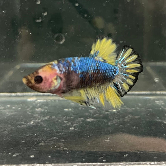 the-fish-farm Premium Male Betta Fancy Plakat Premium Male Betta - One Only - 7 Choose your favourite Premuium Fancy Plakat Male Betta - The Fish Farm