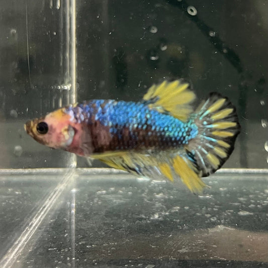 the-fish-farm Premium Male Betta Fancy Plakat Premium Male Betta - One Only - 7 Choose your favourite Premuium Fancy Plakat Male Betta - The Fish Farm