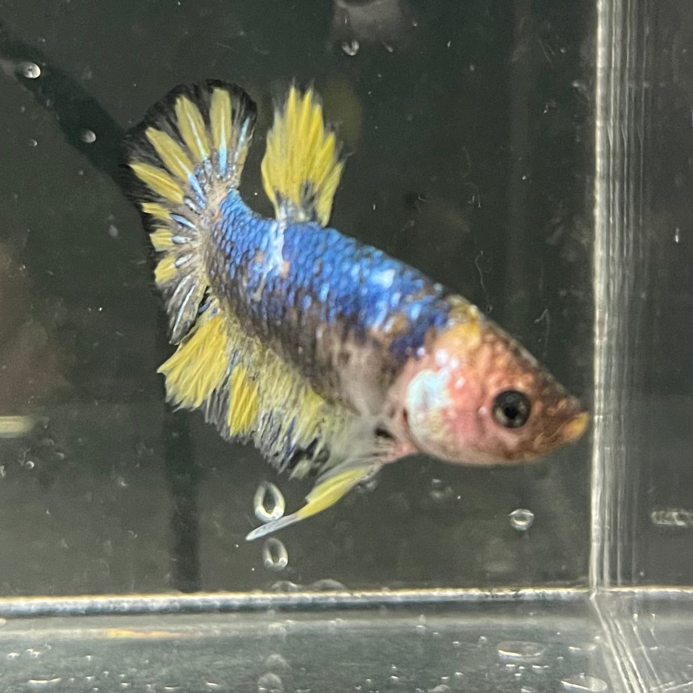 the-fish-farm Premium Male Betta Fancy Plakat Premium Male Betta - One Only - 7 Choose your favourite Premuium Fancy Plakat Male Betta - The Fish Farm