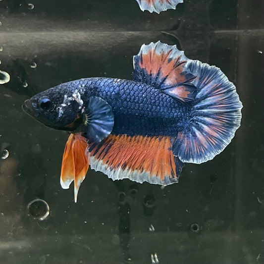 the-fish-farm Premium Male Betta Fancy Plakat Premium Male Betta - One Only - 8 Choose your favourite Premuium Fancy Plakat Male Betta - The Fish Farm