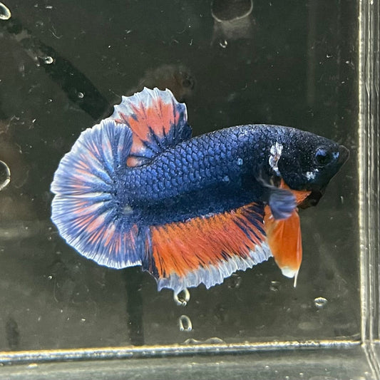 the-fish-farm Premium Male Betta Fancy Plakat Premium Male Betta - One Only - 8 Choose your favourite Premuium Fancy Plakat Male Betta - The Fish Farm