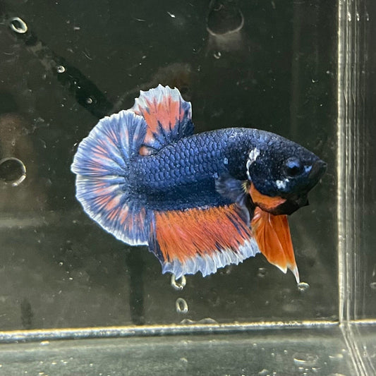 the-fish-farm Premium Male Betta Fancy Plakat Premium Male Betta - One Only - 8 Choose your favourite Premuium Fancy Plakat Male Betta - The Fish Farm