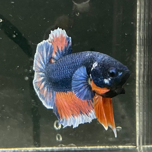 the-fish-farm Premium Male Betta Fancy Plakat Premium Male Betta - One Only - 8 Choose your favourite Premuium Fancy Plakat Male Betta - The Fish Farm