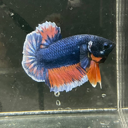 the-fish-farm Premium Male Betta Fancy Plakat Premium Male Betta - One Only - 8 Choose your favourite Premuium Fancy Plakat Male Betta - The Fish Farm