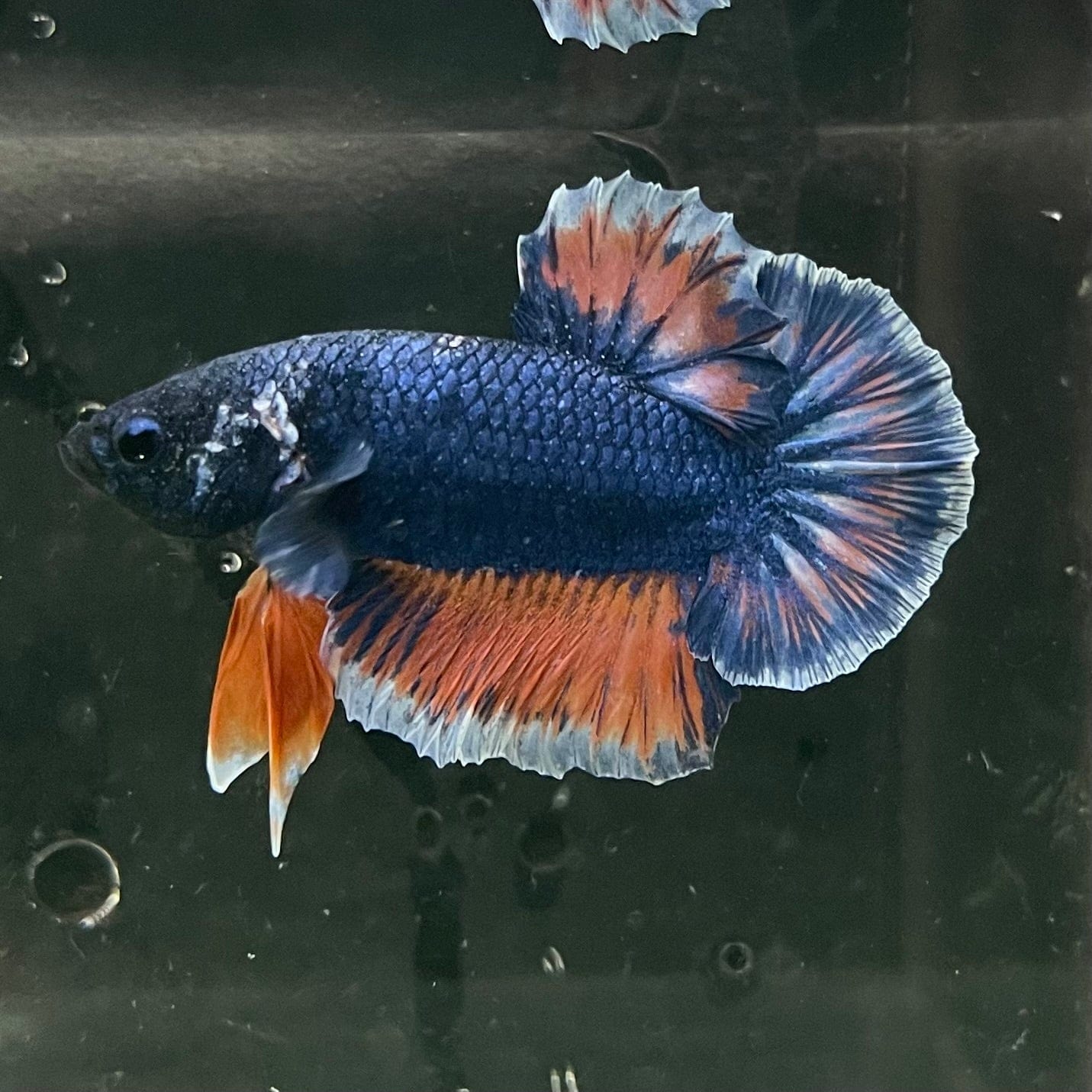 the-fish-farm Premium Male Betta Fancy Plakat Premium Male Betta - One Only - 8 Choose your favourite Premuium Fancy Plakat Male Betta - The Fish Farm