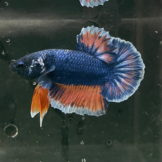 the-fish-farm Premium Male Betta Fancy Plakat Premium Male Betta - One Only - 8 Choose your favourite Premuium Fancy Plakat Male Betta - The Fish Farm