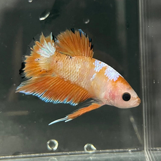 the-fish-farm Premium Male Betta Fancy Plakat Premium Male Betta - One Only - 9 Choose your favourite Premuium Fancy Plakat Male Betta - The Fish Farm