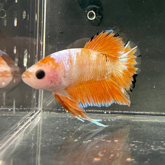 the-fish-farm Premium Male Betta Fancy Plakat Premium Male Betta - One Only - 9 Choose your favourite Premuium Fancy Plakat Male Betta - The Fish Farm