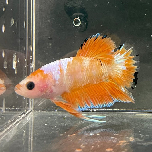 the-fish-farm Premium Male Betta Fancy Plakat Premium Male Betta - One Only - 9 Choose your favourite Premuium Fancy Plakat Male Betta - The Fish Farm