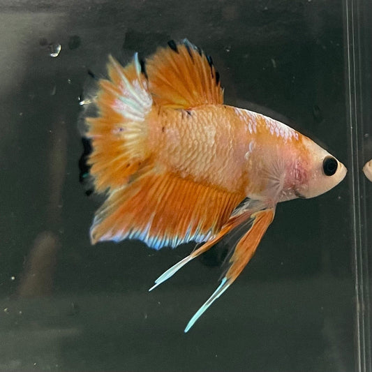 the-fish-farm Premium Male Betta Fancy Plakat Premium Male Betta - One Only - 9 Choose your favourite Premuium Fancy Plakat Male Betta - The Fish Farm