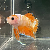 the-fish-farm Premium Male Betta Fancy Plakat Premium Male Betta - One Only - 9 Choose your favourite Premuium Fancy Plakat Male Betta - The Fish Farm