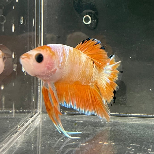the-fish-farm Premium Male Betta Fancy Plakat Premium Male Betta - One Only - 9 Choose your favourite Premuium Fancy Plakat Male Betta - The Fish Farm