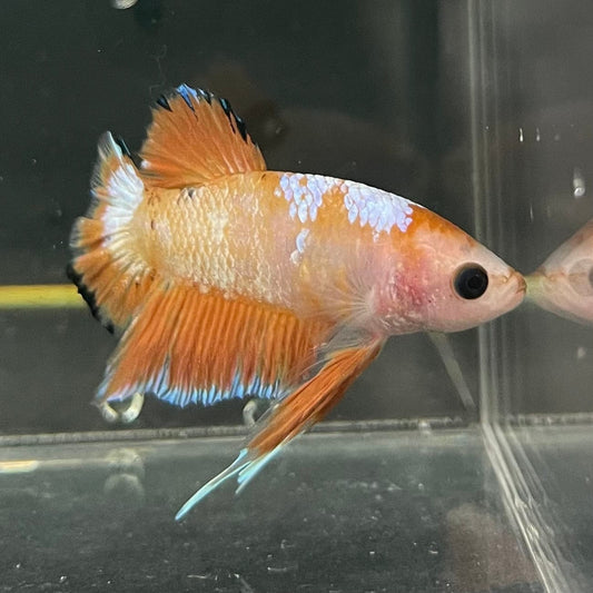 the-fish-farm Premium Male Betta Fancy Plakat Premium Male Betta - One Only - 9 Choose your favourite Premuium Fancy Plakat Male Betta - The Fish Farm