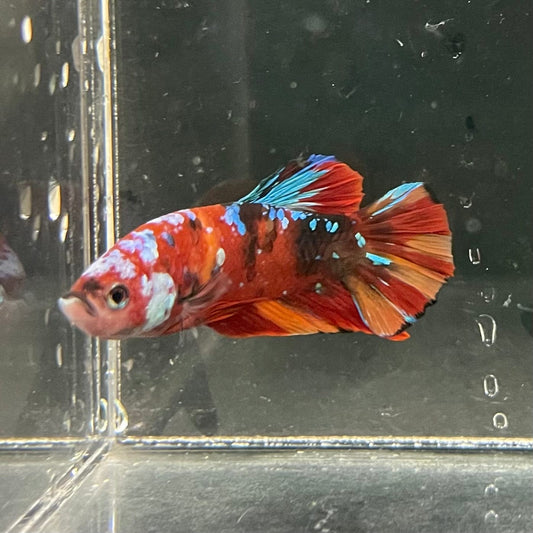 the-fish-farm Premium Male Betta Galaxy Koi Premium Male Betta - One Only - 1 Find a range of Galaxy Koi Male Bettas at The Fish Farm Australia