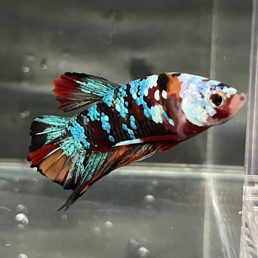 the-fish-farm Premium Male Betta Galaxy Koi Premium Male Betta - One Only - 10 Find a range of Galaxy Koi Male Bettas at The Fish Farm Australia