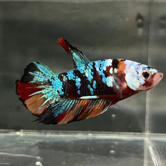 the-fish-farm Premium Male Betta Galaxy Koi Premium Male Betta - One Only - 10 Find a range of Galaxy Koi Male Bettas at The Fish Farm Australia