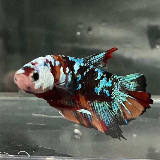 the-fish-farm Premium Male Betta Galaxy Koi Premium Male Betta - One Only - 10 Find a range of Galaxy Koi Male Bettas at The Fish Farm Australia