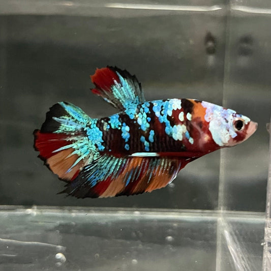 the-fish-farm Premium Male Betta Galaxy Koi Premium Male Betta - One Only - 10 Find a range of Galaxy Koi Male Bettas at The Fish Farm Australia