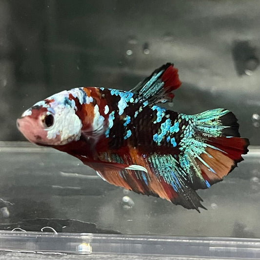 the-fish-farm Premium Male Betta Galaxy Koi Premium Male Betta - One Only - 10 Find a range of Galaxy Koi Male Bettas at The Fish Farm Australia