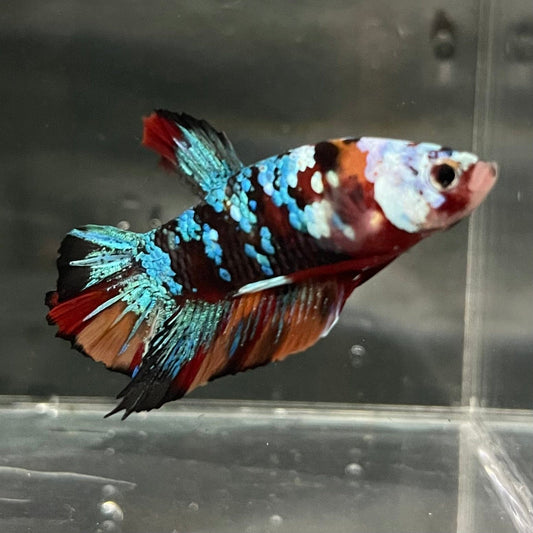 the-fish-farm Premium Male Betta Galaxy Koi Premium Male Betta - One Only - 10 Find a range of Galaxy Koi Male Bettas at The Fish Farm Australia