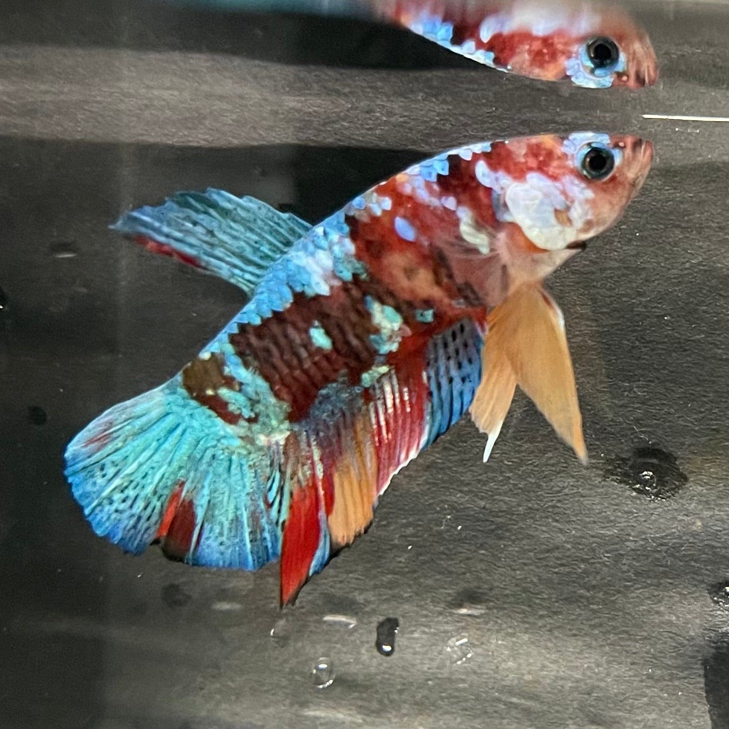 the-fish-farm Premium Male Betta Galaxy Koi Premium Male Betta - One Only - 11 Find a range of Galaxy Koi Male Bettas at The Fish Farm Australia