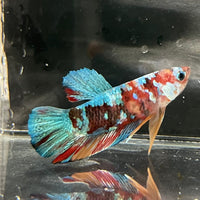 the-fish-farm Premium Male Betta Galaxy Koi Premium Male Betta - One Only - 11 Find a range of Galaxy Koi Male Bettas at The Fish Farm Australia