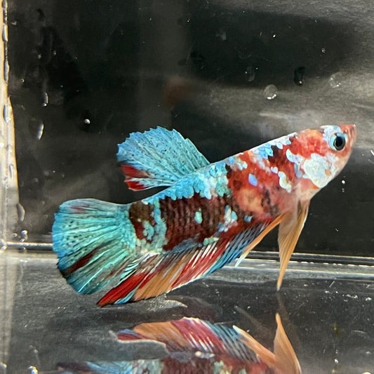 the-fish-farm Premium Male Betta Galaxy Koi Premium Male Betta - One Only - 11 Find a range of Galaxy Koi Male Bettas at The Fish Farm Australia