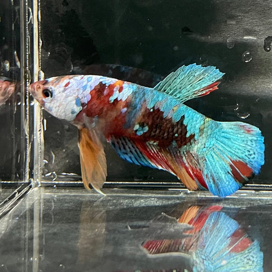 the-fish-farm Premium Male Betta Galaxy Koi Premium Male Betta - One Only - 11 Find a range of Galaxy Koi Male Bettas at The Fish Farm Australia