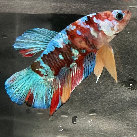 the-fish-farm Premium Male Betta Galaxy Koi Premium Male Betta - One Only - 11 Find a range of Galaxy Koi Male Bettas at The Fish Farm Australia
