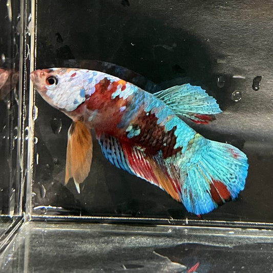 the-fish-farm Premium Male Betta Galaxy Koi Premium Male Betta - One Only - 11 Find a range of Galaxy Koi Male Bettas at The Fish Farm Australia