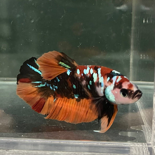 the-fish-farm Premium Male Betta Galaxy Koi Premium Male Betta - One Only - 13 Find a range of Galaxy Koi Male Bettas at The Fish Farm Australia
