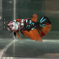 the-fish-farm Premium Male Betta Galaxy Koi Premium Male Betta - One Only - 13 Find a range of Galaxy Koi Male Bettas at The Fish Farm Australia