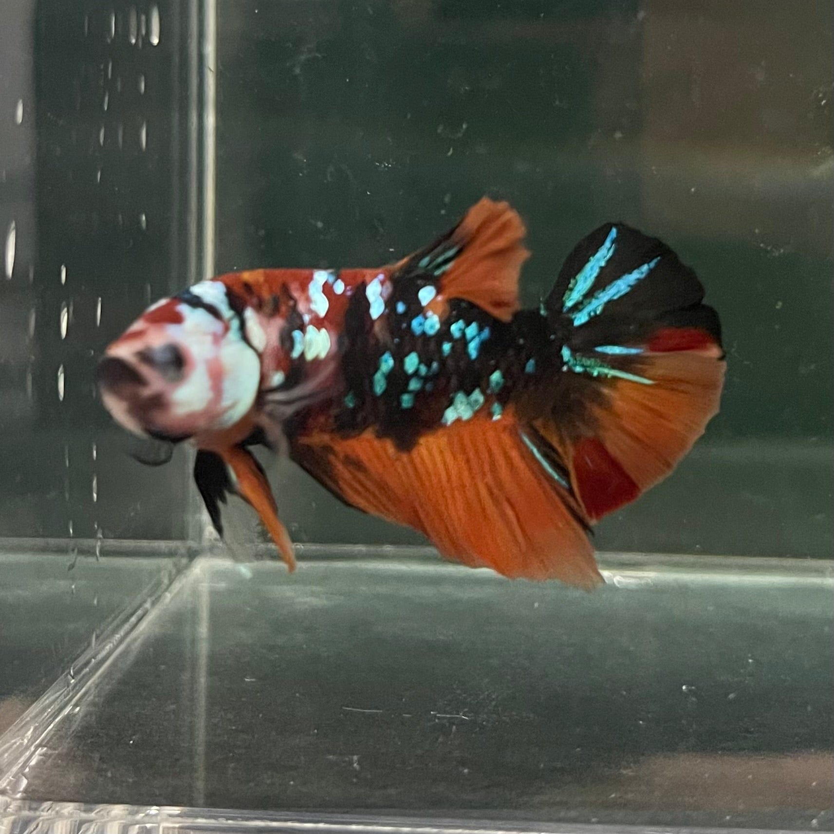 the-fish-farm Premium Male Betta Galaxy Koi Premium Male Betta - One Only - 13 Find a range of Galaxy Koi Male Bettas at The Fish Farm Australia