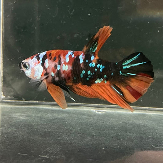 the-fish-farm Premium Male Betta Galaxy Koi Premium Male Betta - One Only - 13 Find a range of Galaxy Koi Male Bettas at The Fish Farm Australia