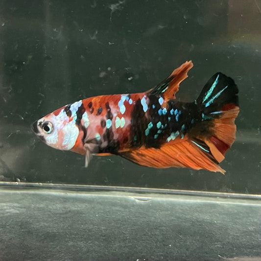 the-fish-farm Premium Male Betta Galaxy Koi Premium Male Betta - One Only - 13 Find a range of Galaxy Koi Male Bettas at The Fish Farm Australia