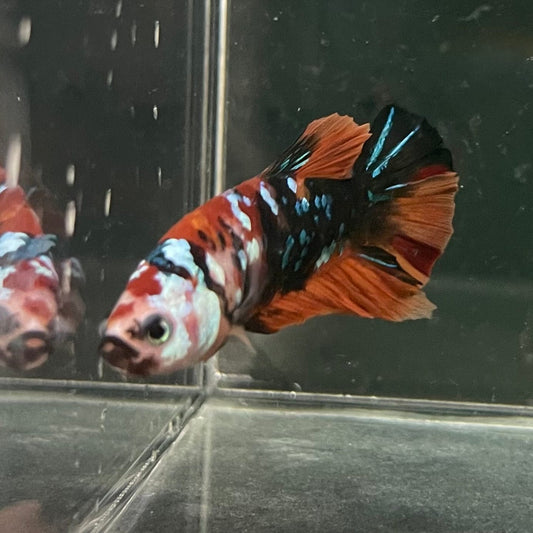 the-fish-farm Premium Male Betta Galaxy Koi Premium Male Betta - One Only - 13 Find a range of Galaxy Koi Male Bettas at The Fish Farm Australia