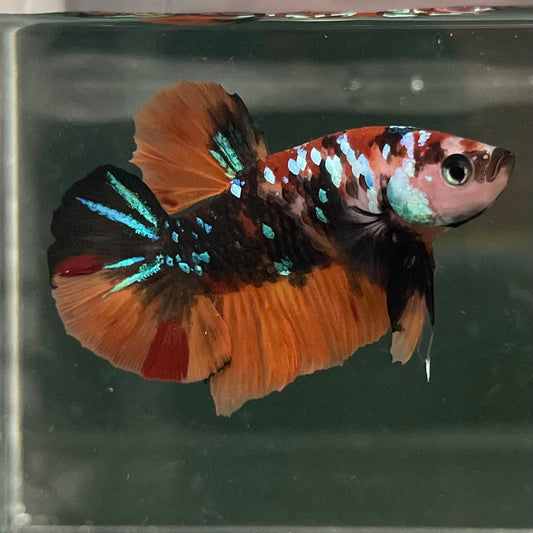 the-fish-farm Premium Male Betta Galaxy Koi Premium Male Betta - One Only - 13 Find a range of Galaxy Koi Male Bettas at The Fish Farm Australia