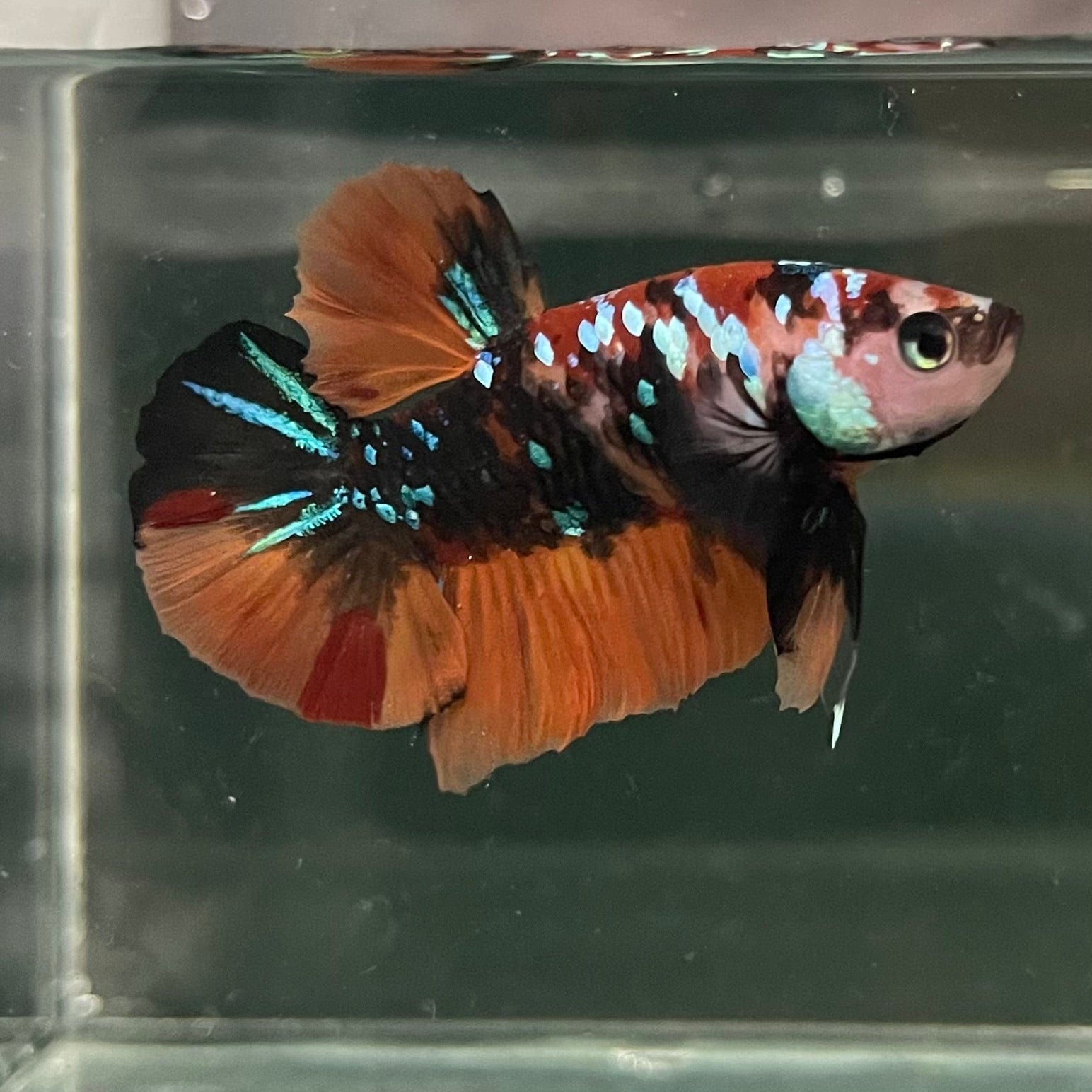 the-fish-farm Premium Male Betta Galaxy Koi Premium Male Betta - One Only - 13 Find a range of Galaxy Koi Male Bettas at The Fish Farm Australia