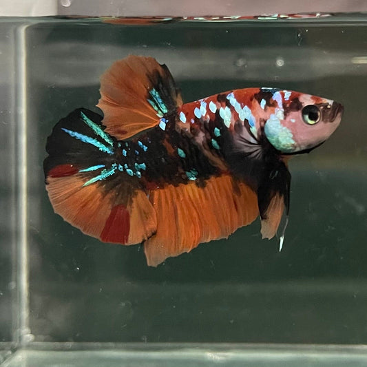 the-fish-farm Premium Male Betta Galaxy Koi Premium Male Betta - One Only - 13 Find a range of Galaxy Koi Male Bettas at The Fish Farm Australia