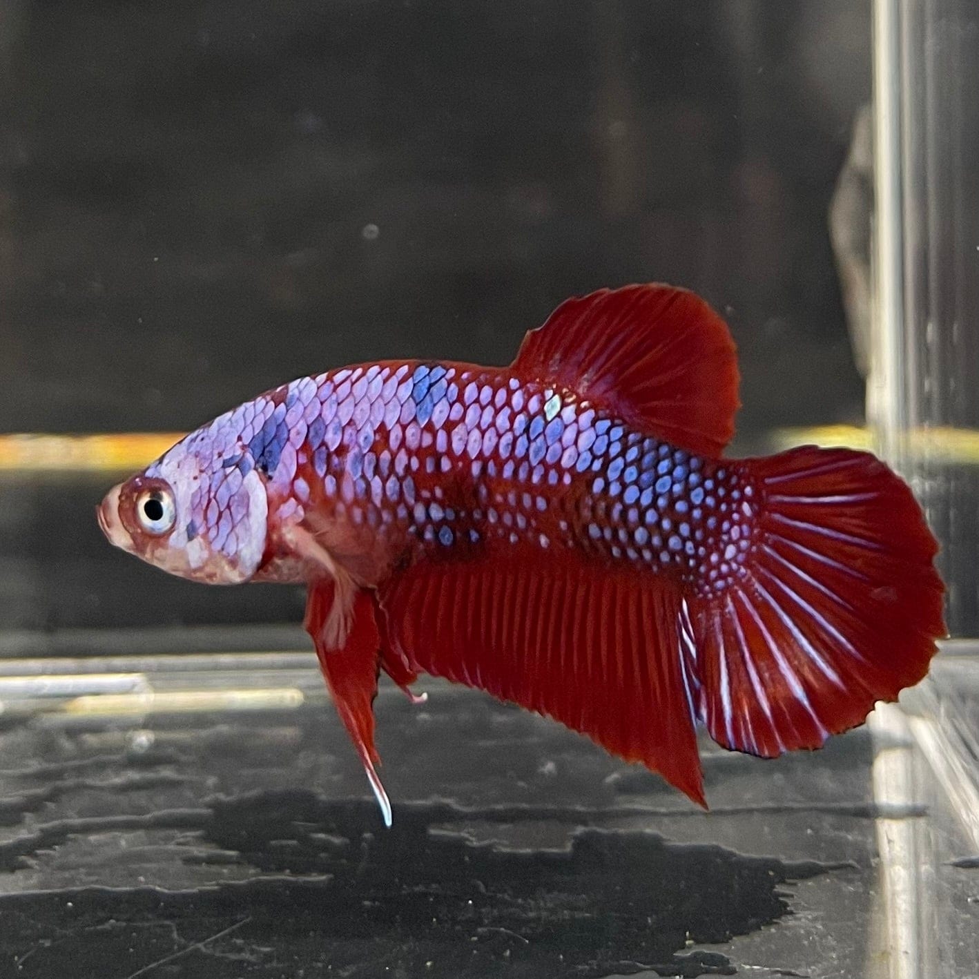 the-fish-farm Premium Male Betta Galaxy Koi Premium Male Betta - One Only - 13 Find a range of Galaxy Koi Male Bettas at The Fish Farm Australia