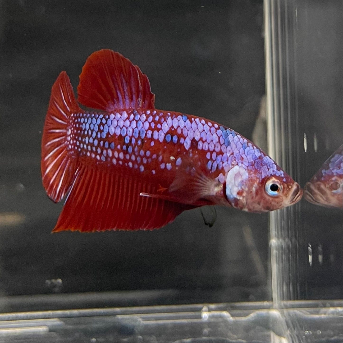 the-fish-farm Premium Male Betta Galaxy Koi Premium Male Betta - One Only - 13 Find a range of Galaxy Koi Male Bettas at The Fish Farm Australia