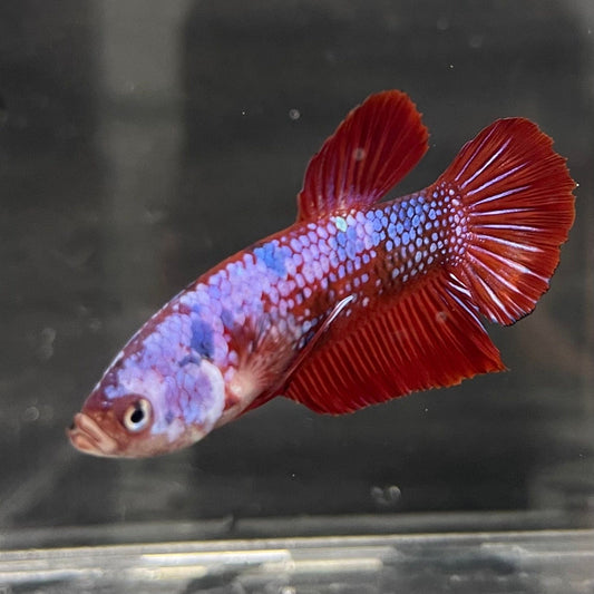 the-fish-farm Premium Male Betta Galaxy Koi Premium Male Betta - One Only - 13 Find a range of Galaxy Koi Male Bettas at The Fish Farm Australia