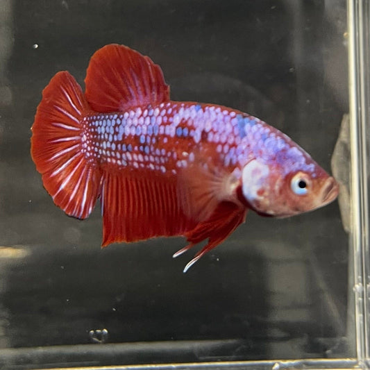 the-fish-farm Premium Male Betta Galaxy Koi Premium Male Betta - One Only - 13 Find a range of Galaxy Koi Male Bettas at The Fish Farm Australia